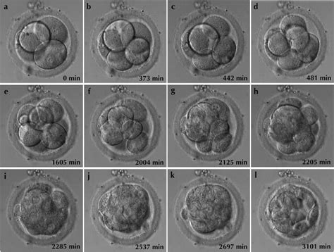 cells that are similar to embryos